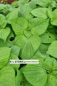 KOREAN SHISO HERD SEEDS (PERILLA), RAU MÈ HÀN QUỐC, 들깨 깻잎, 朝鮮紫蘇 シソ K's - Picture 1 of 8