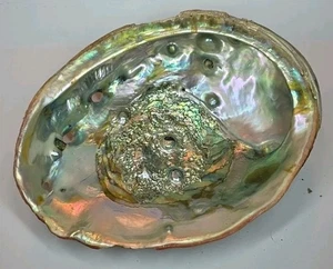 Große schöne Abalone Schale 8"x 6,5"  - Bild 1 von 11