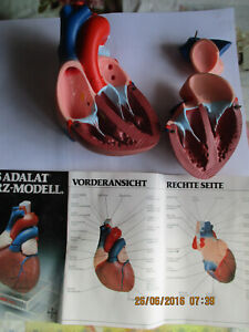 Medizin Lehrmittel Anatomisches Adalat Herzmodell 3 teilig Bayer Leverkusen 1978
