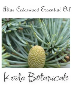 ATLAS CEDARWOOD (Cedrus atlantica) 100% Pure Essential Oil 10ml - Picture 1 of 2