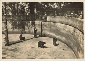 Postcard Bern Switzerland Bear pit - Picture 1 of 2