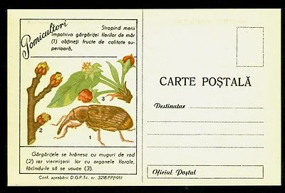 1961 gorgojo de la flor de manzana, Anthonomus pomorum, insecto plaga agrícola, Rumania, tarjeta Foto 1 de 2