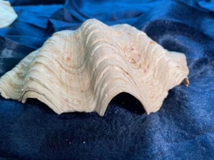 Natural Clam Shell, Tridacna Gigas, 1 lbs 15 oz, 9 x 5.5, unaltered, vtg harv - Picture 1 of 12