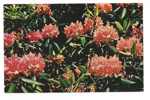 Foto postal de rododendro de Virginia Occidental flor estatal 35 mm - Imagen 1 de 2