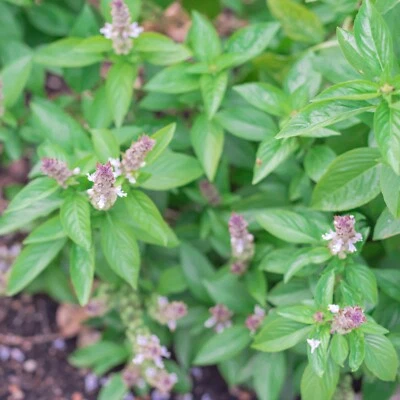 Cinnamon Basil Seeds - Heirloom - Non-GMO - Fresh Herb Seeds - Image 1 of 2