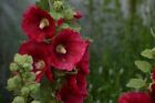 Stockrose Samen-Portion dekorative Bauerngarten-Blume 