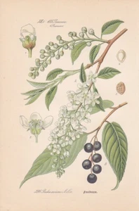 Traubenkirsche (Prunus padus) THOME Chromo-Lithographie von 1886 - Bild 1 von 1