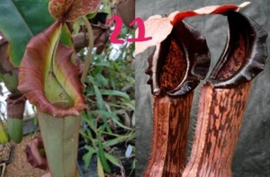 Nepenthes (Lvb x veitchii "the wave") x (SOM x boschiana) , stripy Sale plant 37 - Picture 1 of 8