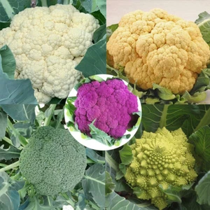 About 100pcs/pack Green Purple Yellow White Multicolor Choose Cauliflower Seeds - Picture 1 of 17