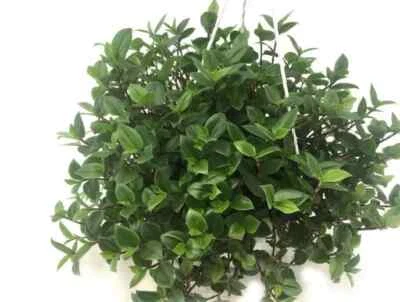 Tradescantia fluminensis sub. Green Planta Rastrera o Colgante Esquejes - Imagen 1 de 4