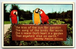 Parrots Postcard Busch Gardens Tampa Florida FL UNP - Picture 1 of 2