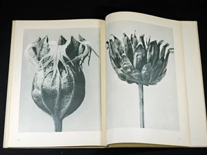1953 Folio Urformen der Kunst Blossfeldt, Karl BOTANY PHOTOGRAPHY Later Edition - Imagen 1 de 15