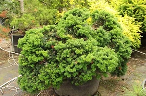 Korea-Tanne CIS, 60-70 cm, veredelt am Stamm - Bild 1 von 4