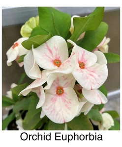 Crown of thorns Orchid Euphorbia Cutting Euphorbia Milii Corona De Cristo Rare - Picture 1 of 3