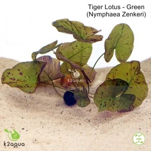 Green Tiger Lotus Nymphaea Live Bulb Aquarium Plant Tropical Lily Betta K2AQUA - Picture 1 of 2