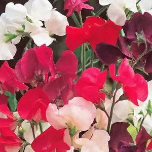 Sweet Pea Knee High Mix 25 Ct Flower Annual USA FREE SHIPPING MIXED COLORS - Picture 1 of 2