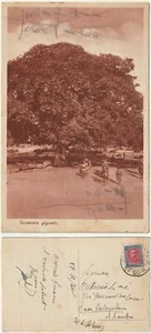 COLONIE ITALIANE - ERITREA - SICCOMORO GIGANTE - VIAGG. 1935 -72148- - Picture 1 of 1
