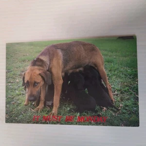 It Must Be Monday Mother Dog and Puppies Chrome Postcard Unused - Picture 1 of 2