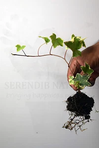 Hedera helix 'Goldchild', Golden Variegated Ivy - Bare Rooted 2 Stem Cuttings - Picture 1 of 8