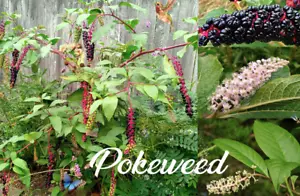100 Fresh American Pokeweed Seeds (Phytolacca americana) Inkberry, Dragonberries - Picture 1 of 8