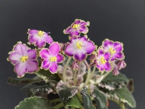 N-Pasodoblj 1 Blatt/1 leaf African Violet Usambaraveilchen1 - Bild 1 von 2