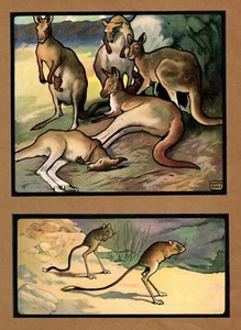 Antiguo canguro impresión ilustración arte de pared decoración Edwin noble arte 4538L - Imagen 1 de 2
