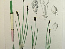 Lithographie Blumen, um 1820, Botanik, floral, Blüten, Finspelzige Binse