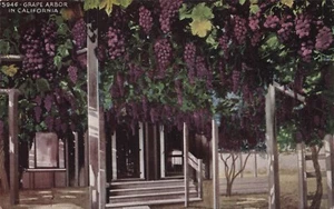 Postcard Grape Arbor In California CA - Picture 1 of 2