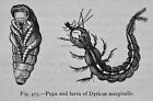 Käfer Coleoptera DYTICUS MARGINALIS PUPPE & LARVE Original Feigenbaumdruck c1872