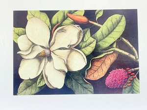 Vintage Postcard Colonial Williamsburg Virginia VA Magnolia Flower Bud Litho - Picture 1 of 2