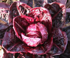 Palla Rossa Radicchio Seeds | Italian Red Bitter Leaf Lettuce Cabbage Seed 2024