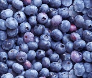 Berry Good Fabric - Packed Blueberries 509 Blue - Elizabeth's Studio YARD