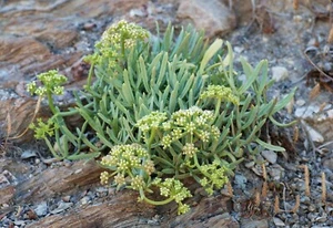 Sea Fennel - Crithmum maritimum - Meerfenchel - Rock Samphire 10+ seeds - K 014 - Picture 1 of 2