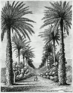 Vintage Palme Illustration VIII Kunstdruck - Bild 1 von 1