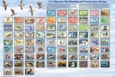Poster U.S. Migratory Bird Stamps Educational Classroom - Image 1 of 2