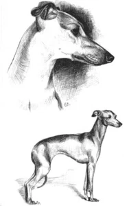 Italian Greyhound * A4 Kunstdruck * PRINT Windhund Windspiel Levrier # 1 - Bild 1 von 1
