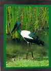 B7486 Australia Birds Jabiru Or Black Necked Stork Top End Wetlands Barker Postc