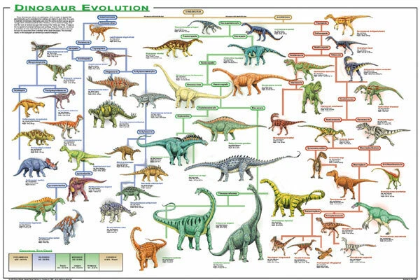 FEENIXX PUBLISHING Dinosaur Evolution Educational Decorative Chart Poster 36 x 24 FREE SHIPPING