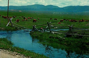 Vintage Postcard Hereford Cattle Montana's Big Hole Country Wisdom-Jackson MT - Picture 1 of 2