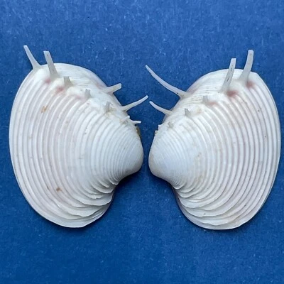 #20 Hysteroconcha lupanaria 16.7mm W/O Spines Juvenile W. Mexico To Peru  - Image 1 of 2