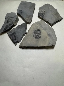 FÓSIL ASAPHICUS TRILOBITE 5 PARCIALES EN MATRIZ - Imagen 1 de 5