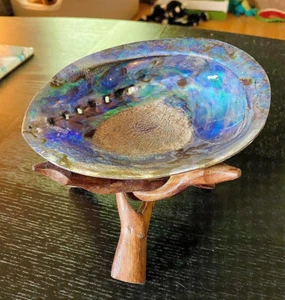 Large Abalone Shell Polished Paua Wood Stand Rainbow LG Sea Green Blue 5-6" In - Picture 1 of 5