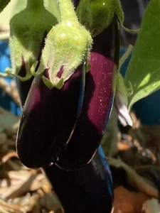 50+ Little Fingers eggplants Seeds Grown Organically Ship In A Regular Envelope - Picture 1 of 1