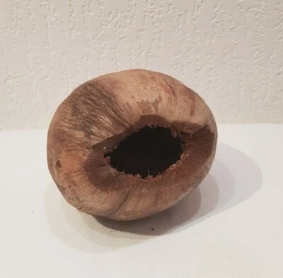 MARKENLOS Nuss Schale mit Loch - Dendrobaten Höhle Terrarien Terraristik Frösche Deko