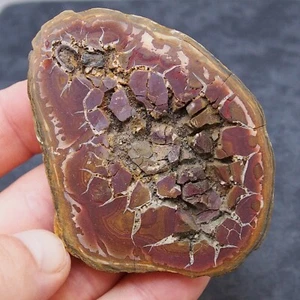 Fossil Septarian Morocco 50 million years Africa Geode Septaria Dino - Picture 1 of 5