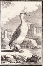 18th century engraving Le Plongeon Catmarin Star Grave Red-throated loon 1770