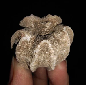 04 ECHINODERMATA BLASTOIDE, DELTOBLASTUS TIMORENSIS DE TIMOR INDONESIA, 30 MM - Imagen 1 de 7