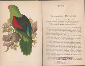 PARROTS IN CAPTIVITY. By W. T. Greene: 1887- Second half of Volume I: 14 Plates. - Picture 1 of 16