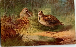 Solitary Snipe postcard. Artist signed. - Picture 1 of 2