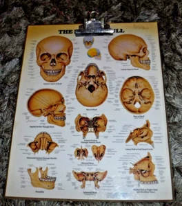 THE HUMAN SKULL CLIP BOARD BY 1991 ANATOMICAL CHART CO - VINTAGE SCIENCE STEAMPU - Picture 1 of 2